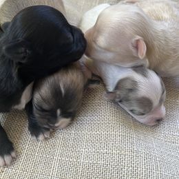 Chihuahuas from N&T's Chihuahuas