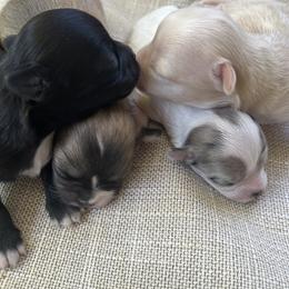 Chihuahuas from N&T's Chihuahuas