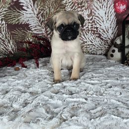 Snowflake - Fawn female Pug puppy in Atwood, Illinois from Peace Road Puppies
