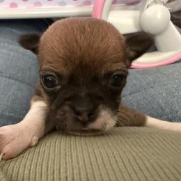 Drake - Chocolate and tan male Chihuahua puppy in Sherwood, Arkansas from Bartelt Breeders