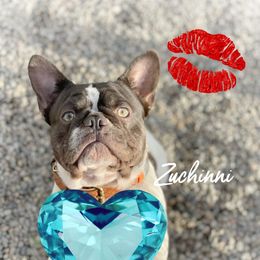 Zuchinni  - French Bulldog