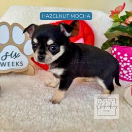 Hazelnut Mocha - Black and tan female Chihuahua puppy in Woodstock, Georgia from iChihuahuas Kennel