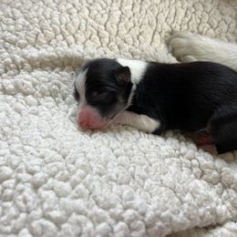 Border Collie Puppies from Pineview Farm