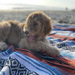 Goldendoodle Puppies from Fire Sky Kennels