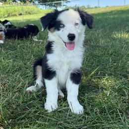 Zeke - Black & white male Miniature Australian Shepherd puppy in Marion, Michigan from Highland Hills Mini Aussies