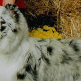 Tatum - Shetland Sheepdog
