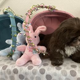 Shih Tzu Puppies from Little Lions West
