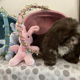 Shih Tzu Puppies from Little Lions West