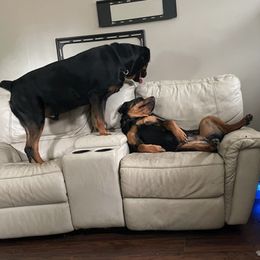 Rottweilers from Garcia Rotties