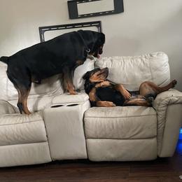 Rottweilers from Garcia Rotties