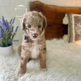 Susan - White and red merle female Bordoodle puppy in Valley Center, California from Circle R Valley Bordoodls