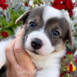 Shelly - Blue female Pembroke Welsh Corgi puppy in White Hall, Maryland from Folly Acres Corgis