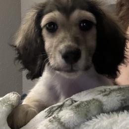 Hank - Cream male Dachshund puppy in Charleston, Illinois from Gooddach’s Dachshunds