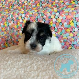 Miniature Schnauzer Puppies from JC Parti Schnauzers