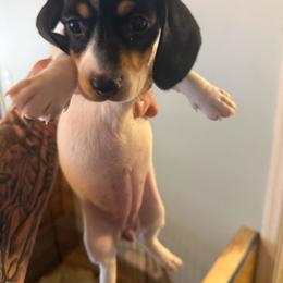 Girl 2 - Black and tan female Dachshund puppy in Paisley, Florida from Pantheon Dachshunds