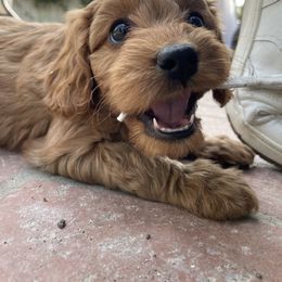 Cavapoo Puppies from SoCal Cavapoos