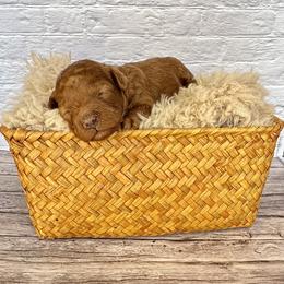 Mochi (AKC) - Red  female Poodle puppy in Riverside, California from Red Toy Poodle World