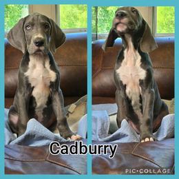 Cadburry - Blue and white Great Dane puppy in Gonzales, Louisiana from Anstatt House Of Danes