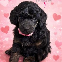 Light Pink - Phantom female Poodle puppy in Simms, Texas from Donna’s Aussies & Pink Heart Poodles