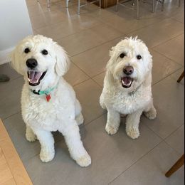 Bernedoodle and Goldendoodle All Grown Up from Kimberlee’s Kennels