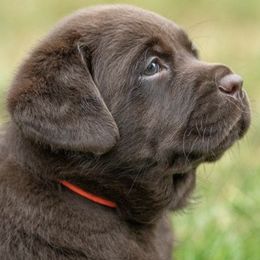Labrador Retrievers from Holly Farm Labradors