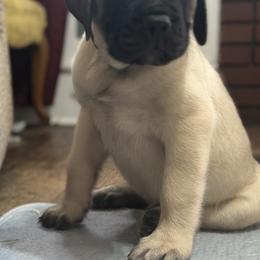 Black collar - Fawn male Mastiff puppy in Lincolnton, North Carolina from Little Mountain Mastiffs