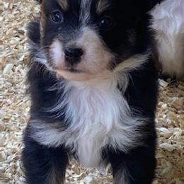 Toy Australian Shepherd Puppies from Lone Oak Aussies
