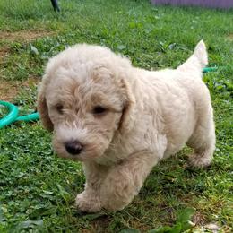 Labradoodle Puppies from North Country Kennel Club