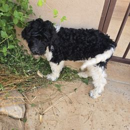 Shilling - Parti male Springerdoodle puppy in Cochise, Arizona from 64 Farm