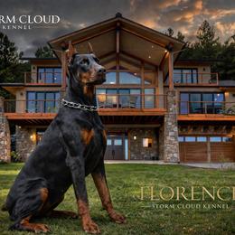 Doberman Pinscher puppies from Storm Cloud Doberman