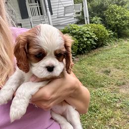 Cavalier King Charles Spaniel Puppies from Cane Creek Cavaliers