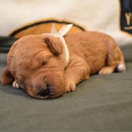 Cherry - Apricot female Goldendoodle puppy in Batavia, Ohio from Cozy Cove Goldendoodles