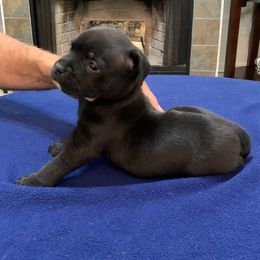 Staffordshire Bull Terrier Puppies from Miguel's Staffordshire Bull Terriers