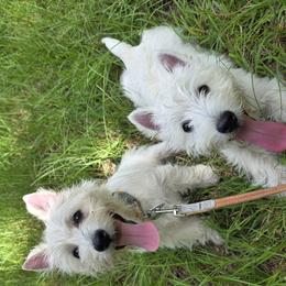 West Highland White Terriers from Bred with H.E.A.R.T.