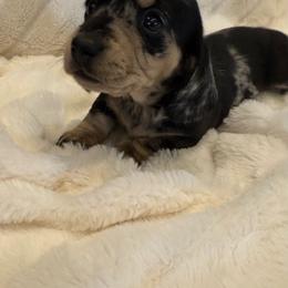 Calypso - Dapple female Dachshund puppy in Merryville, Louisiana from Red Hill Dachsunds