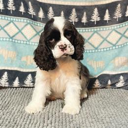 Kringle - Brown and white male Cocker Spaniel puppy in Delphi, Indiana from Benchmark Cockers