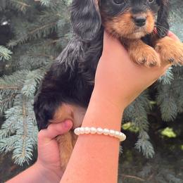 Fern - Black and tan female Cavalier King Charles Spaniel puppy in Caldwell, Idaho from Treasure Valley Poodles