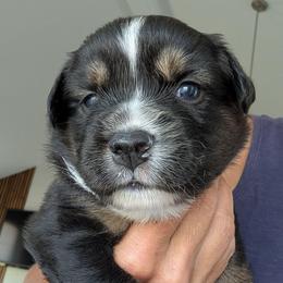Mackenzie (Mac) - Black tri male Miniature Australian Shepherd puppy in Crockett, Texas from Pleasant Grove Aussies