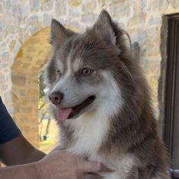 Tinker - Pomsky