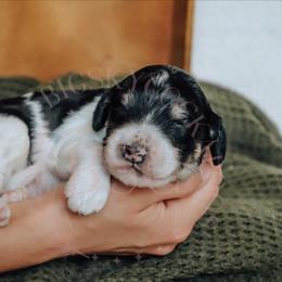 Cockapoo Puppies from Big Sky Cockapoos