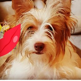 G - Yorkshire Terrier