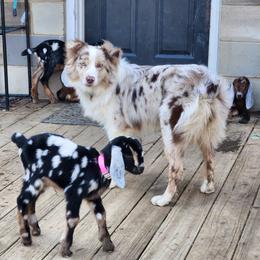 Willow - Australian Shepherd