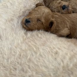 Penelope - Red  female Poodle puppy in Auburn, Georgia from Southern Poodles