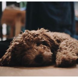Bernedoodle, Goldendoodle, and Sheepadoodle Puppies from High Desert Doodles