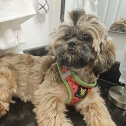 Ruth - Shih Tzu