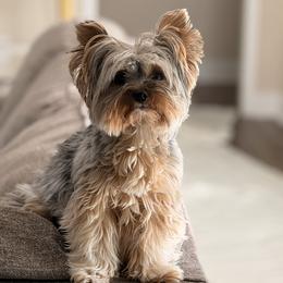 Jasper - Yorkshire Terrier