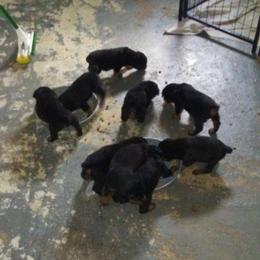 Rottweiler Puppies from Gregory Mulkey's Rottweilers