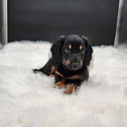 Tootsie - Black and tan female Dachshund puppy in Smallett, Missouri from Doxie Holler