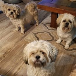 Lhasa Apsos from Sunshine Lhasa Apso