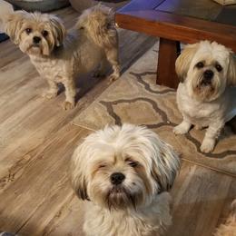 Lhasa Apsos from Sunshine Lhasa Apso